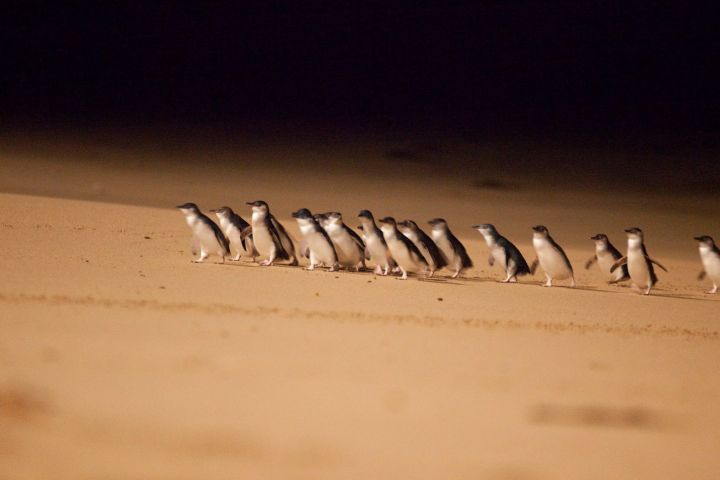 a flock of seagulls standing on a beach